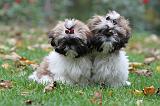 SHIH TZU 106